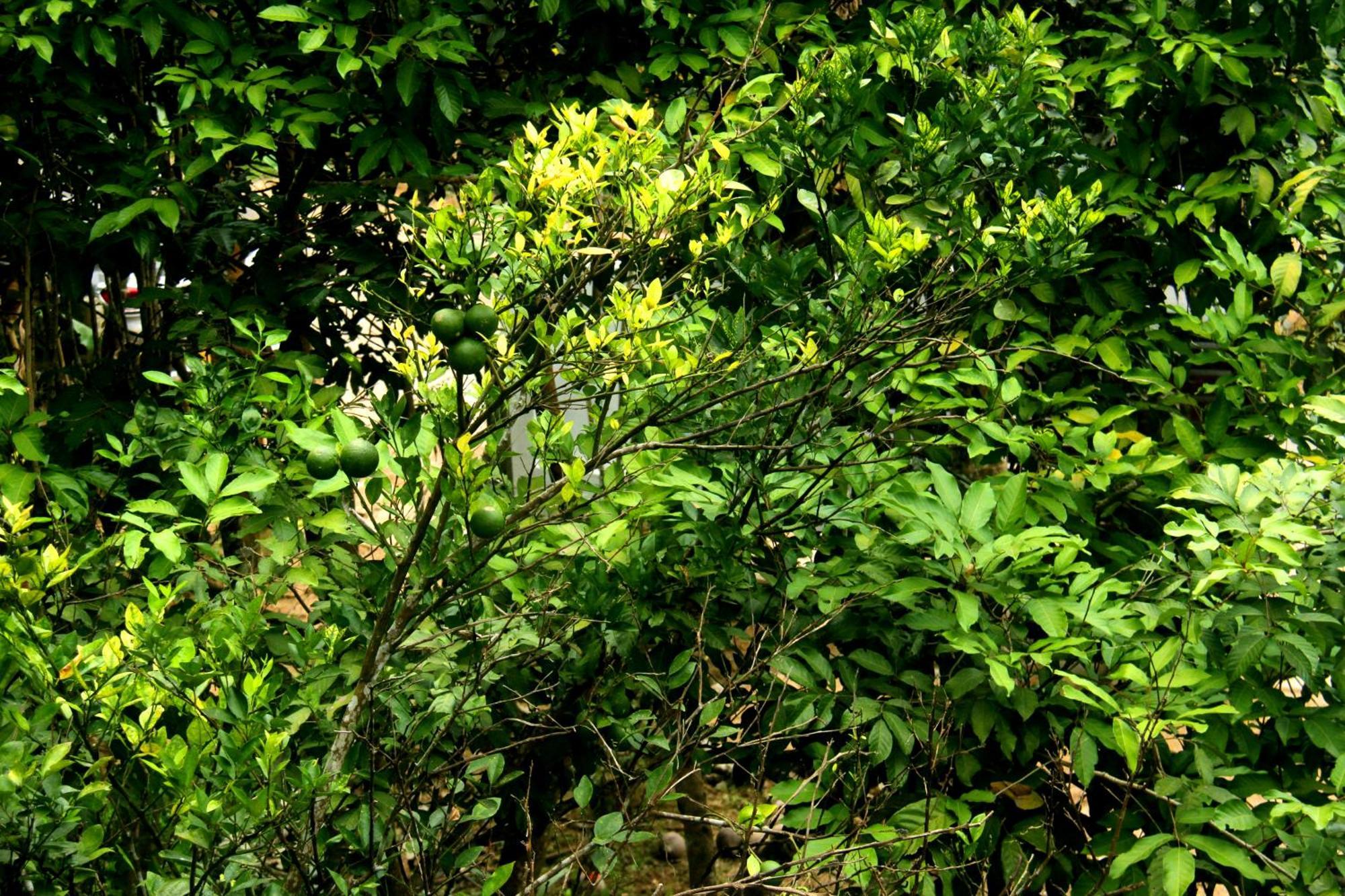 The Breeze Pinnawala Pinnawala  Εξωτερικό φωτογραφία
